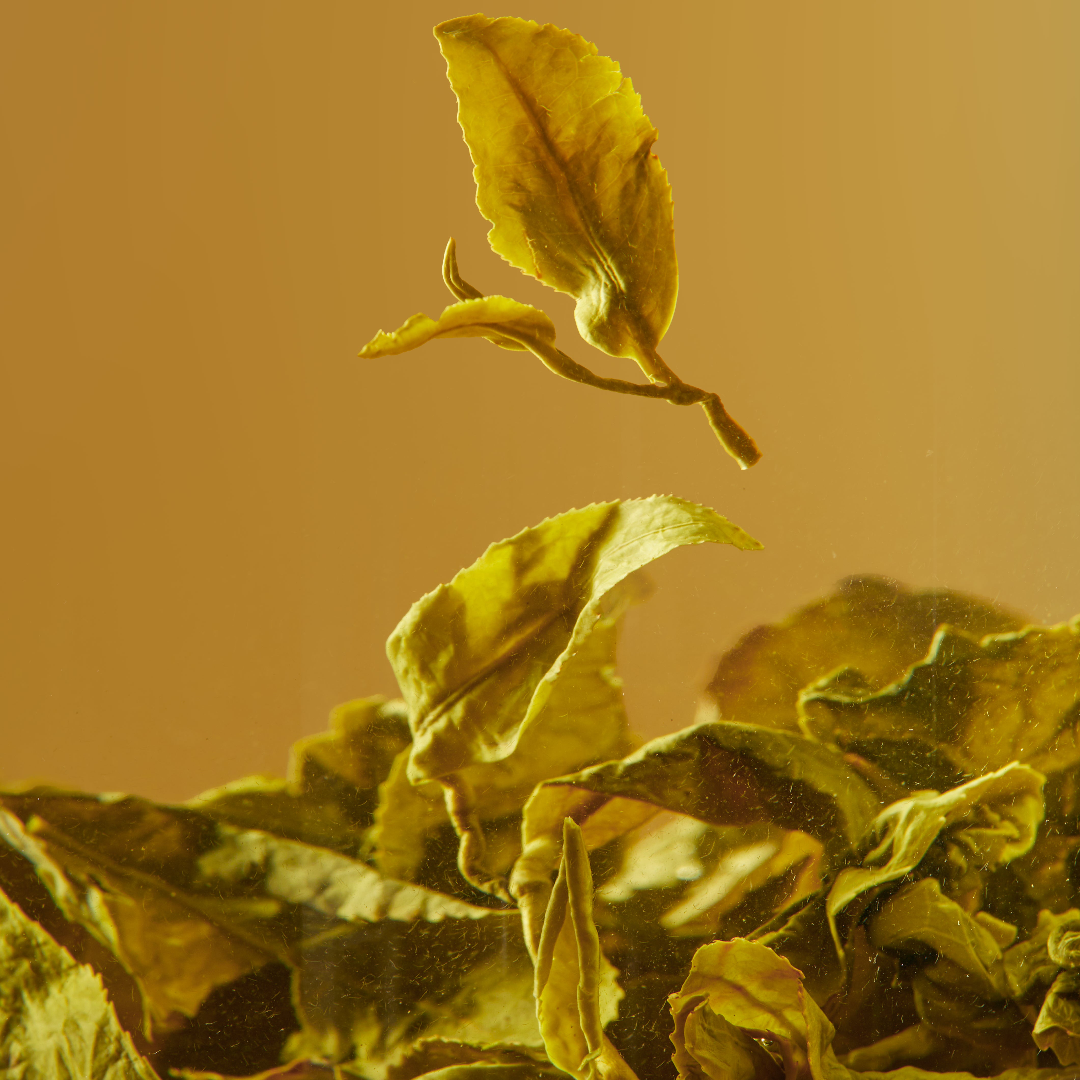 Milk Oolong