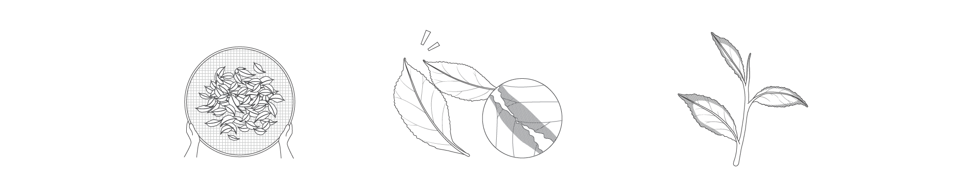 Three black and white line drawings: hands sifting leaves through a mesh, a leaf being split, and a sprig with three leaves.