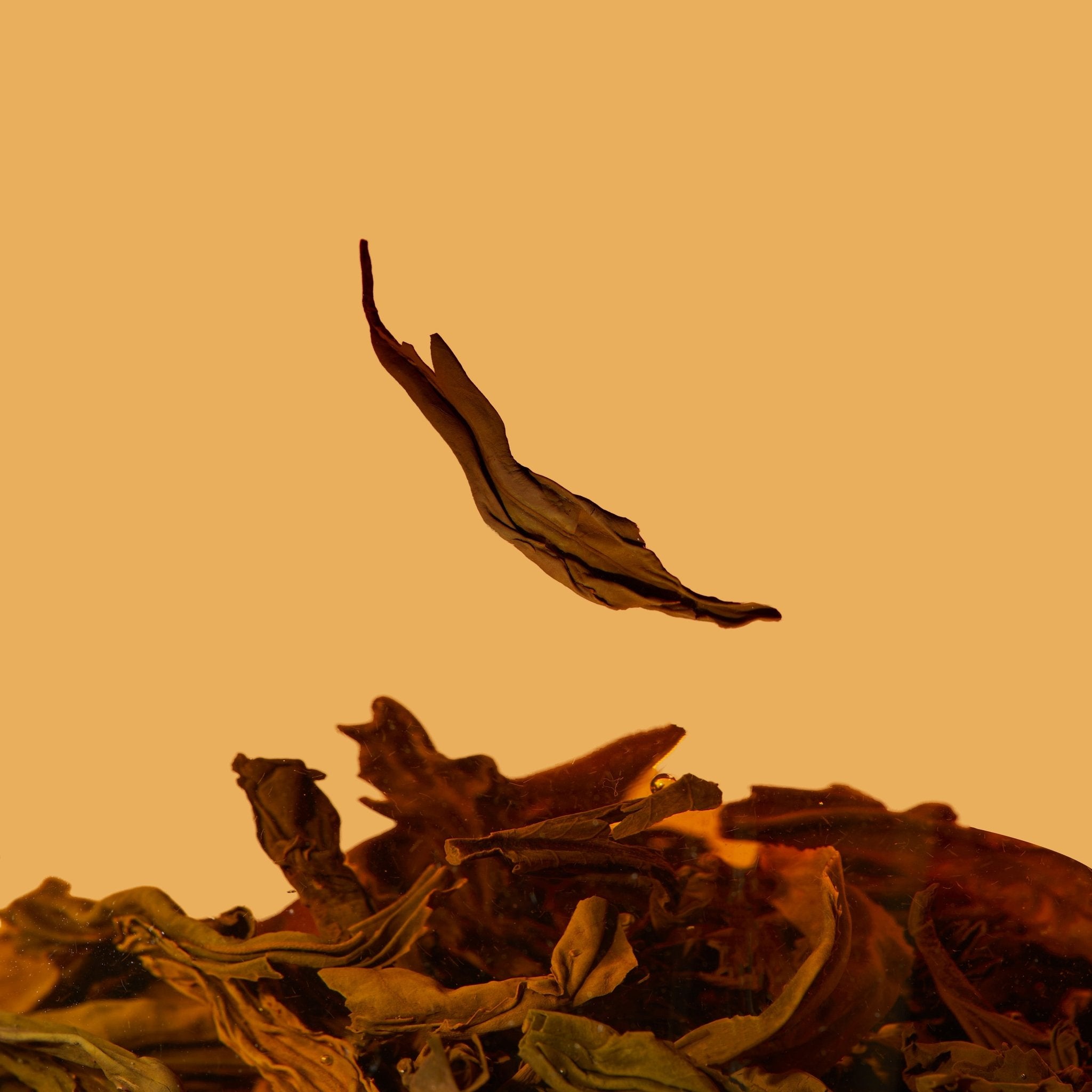 A single dried Honey Black Tea leaf by Chafolio floats above a pile of leaves, set against a plain orange background, evoking the flavor notes of smoky and malty honey tea.