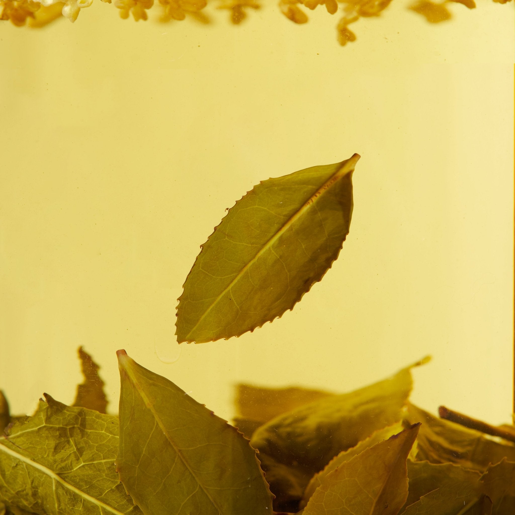 Close-up of green leaves from Chafolio's Osmanthus Oolong floating and submerged in a yellowish liquid, with tiny particles on the surface, evoking the steeping process of this aromatic tea.