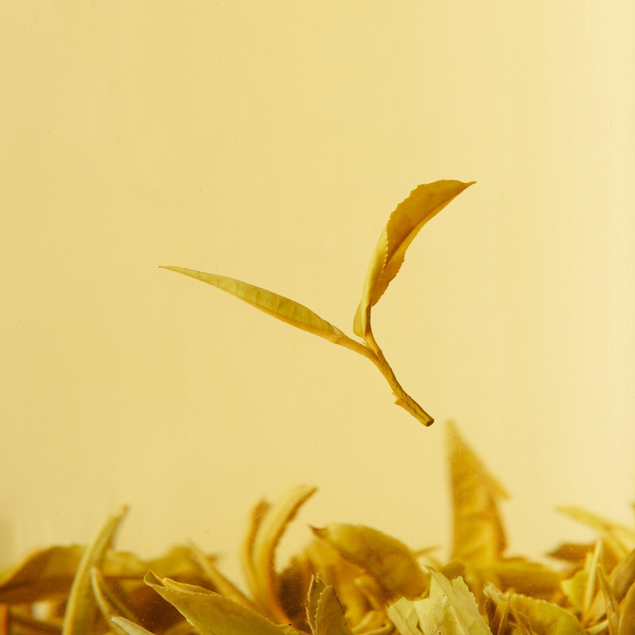 A single yellow tea leaf floats above a cluster of similar leaves on a yellow background, highlighting the delicate beauty of Chafolio's White Peony tea.