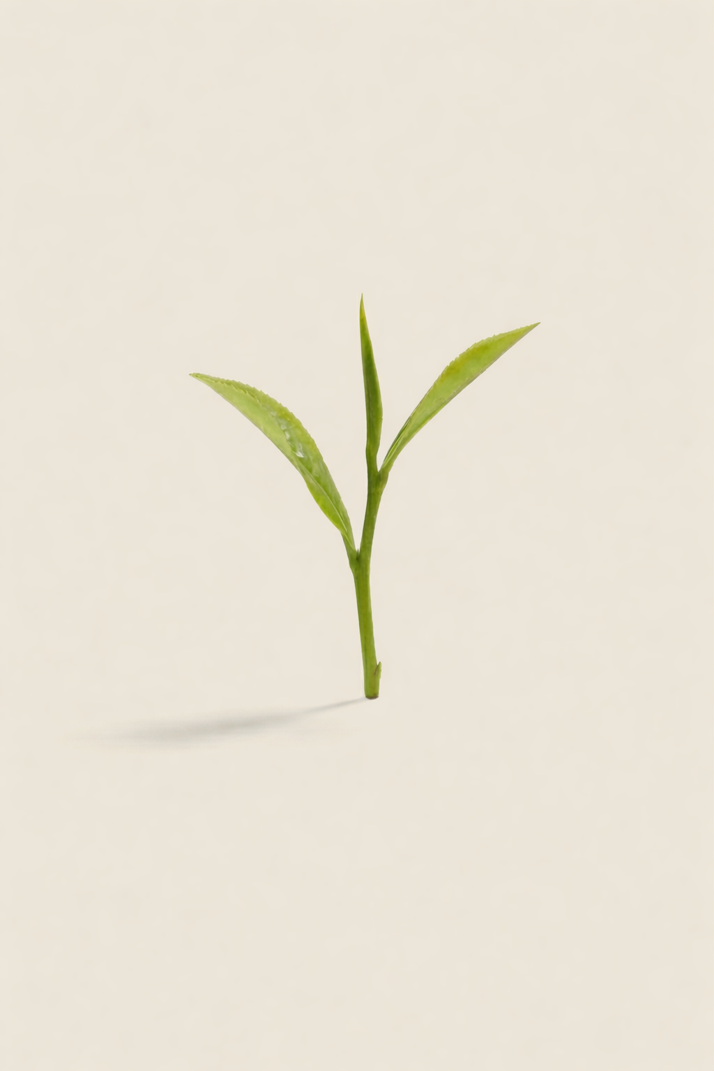 Tea and Caffeine: What’s Really in Your Cup?