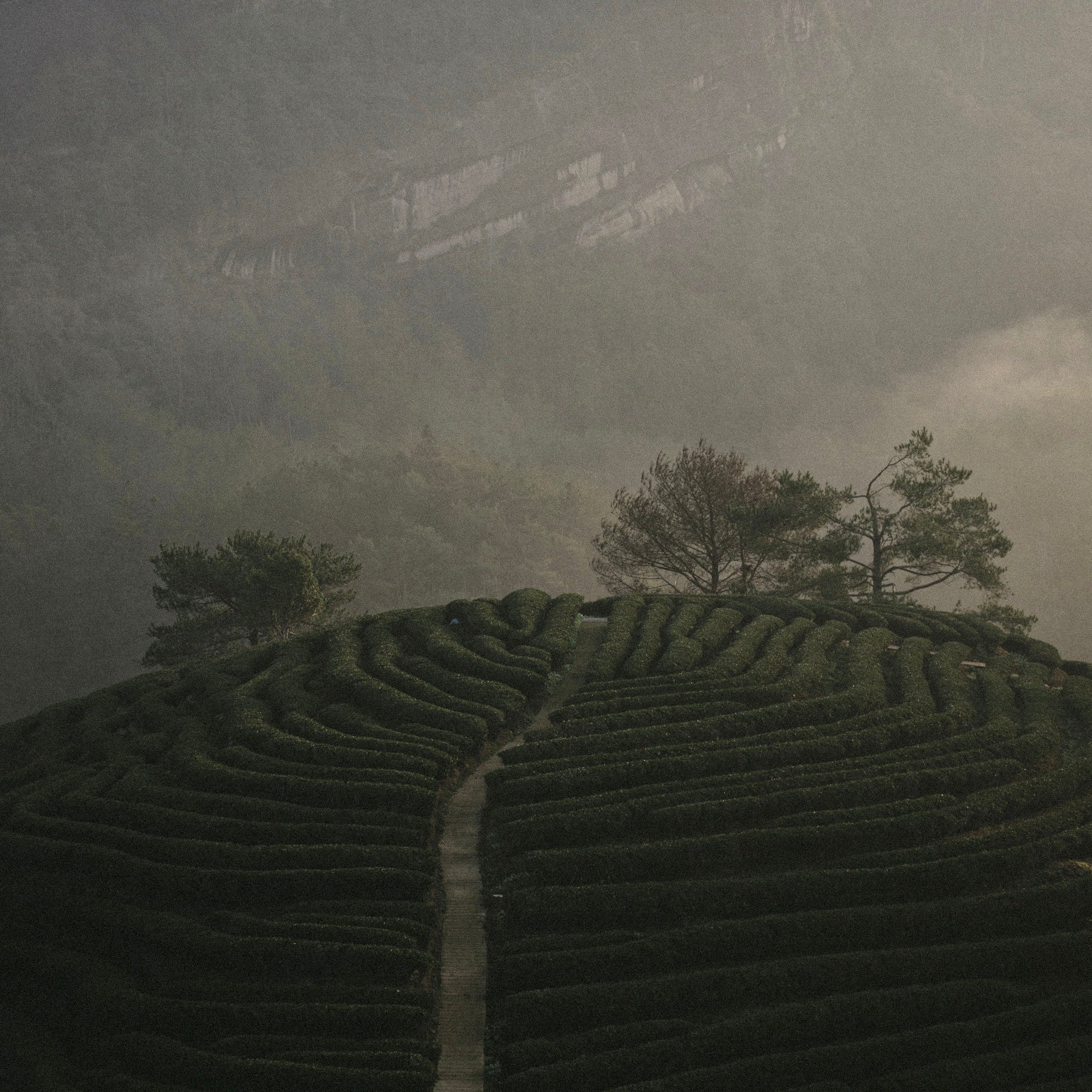 A stone path divides rows of neatly trimmed green hedges on a hill, with trees and mountains shrouded in mist in the background.