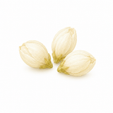 Jasmine Blossoms