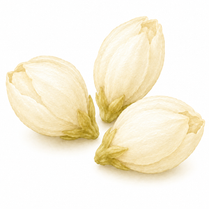 Jasmine Blossoms