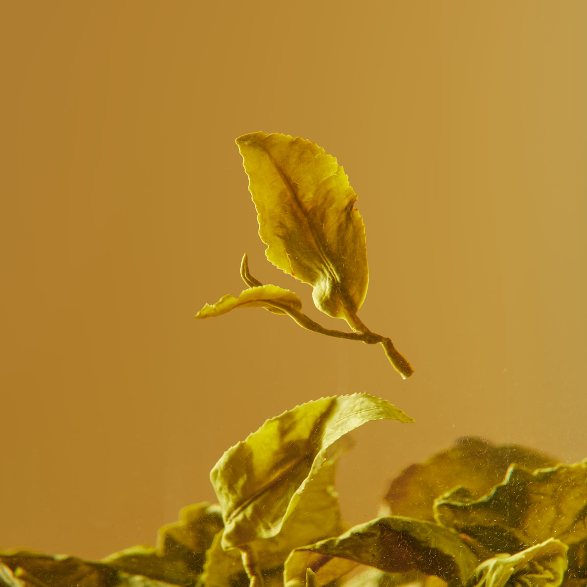 Milk Oolong