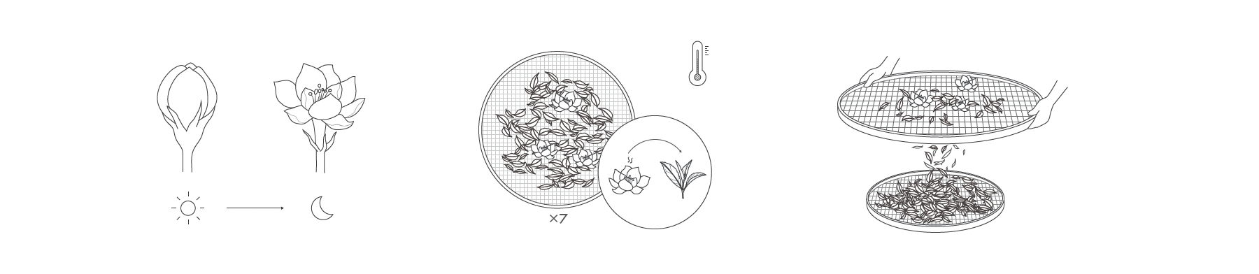 Line drawings showing flower budding and blooming, flower petals being dried on trays, a thermometer, and hands scattering dried petals onto another tray.