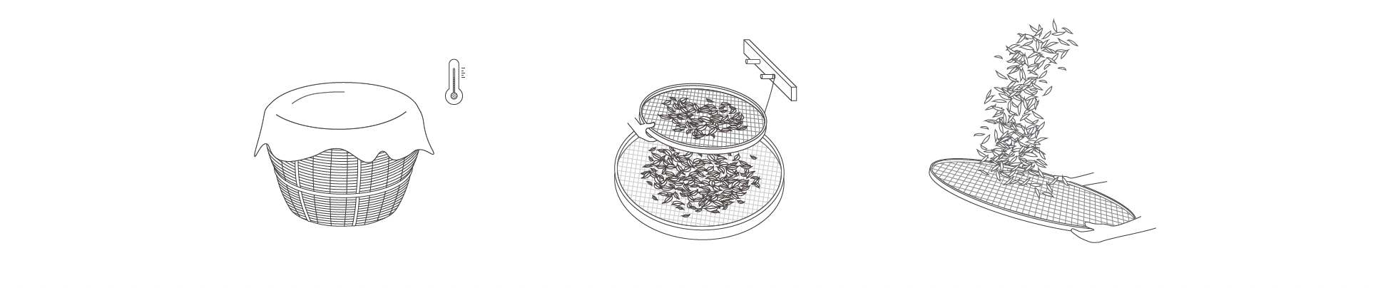 Three-step process: Jar covered with cloth and thermometer, jar with cabbage and weights, cabbage being poured from jar onto a plate.