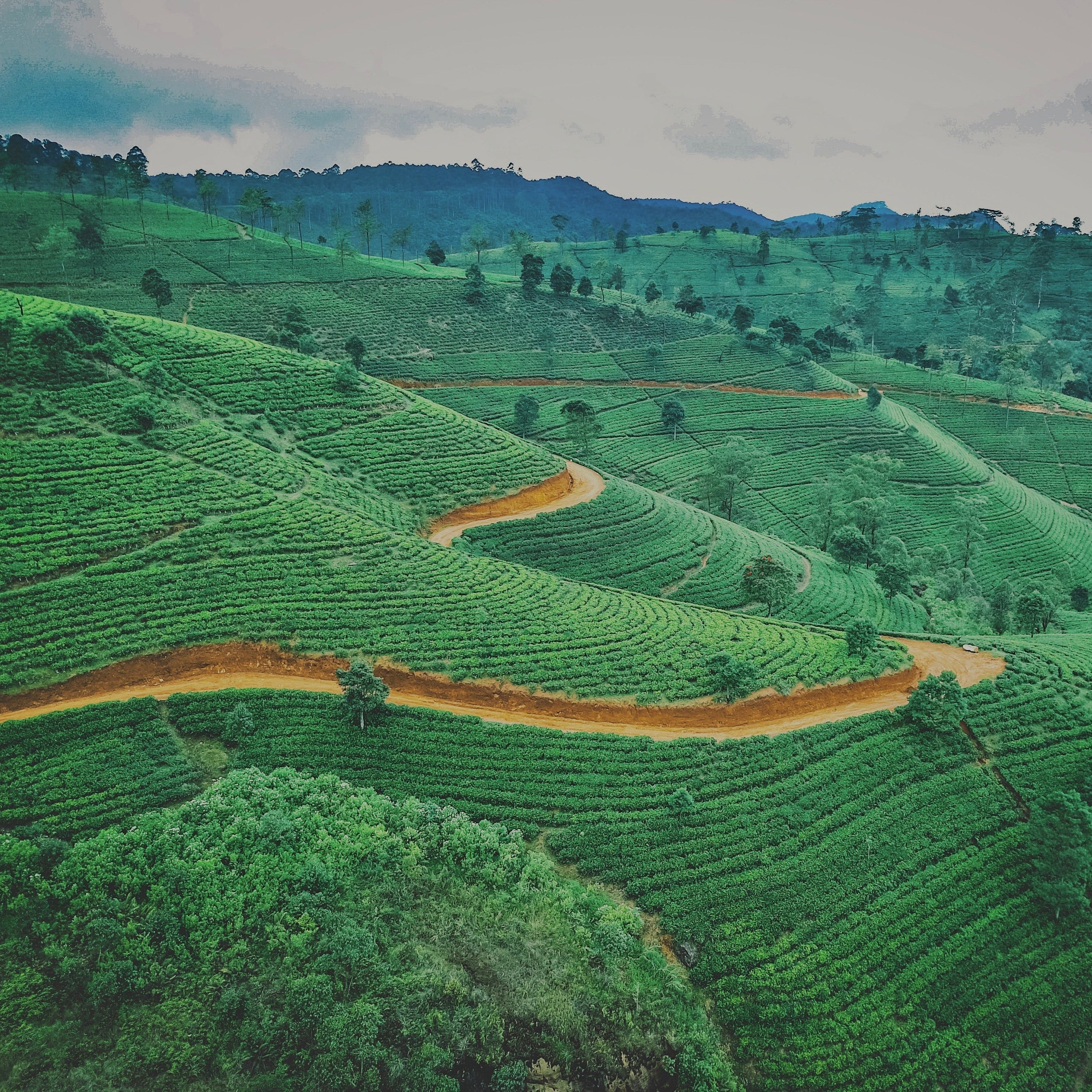 A winding dirt path runs through green, terraced hillsides covered with rows of crops, with trees scattered across the landscape and mountains in the background.