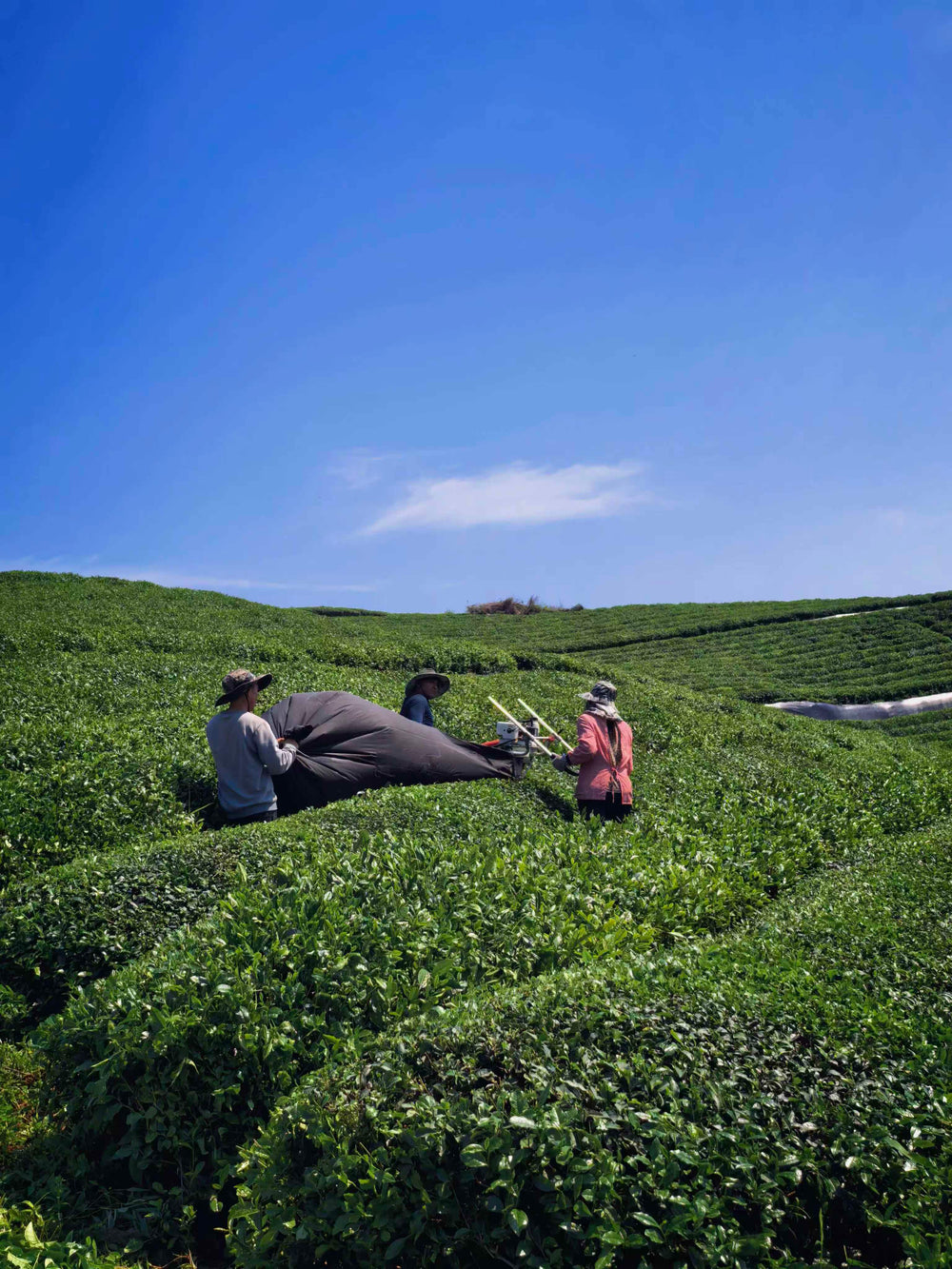 Our Sourcing