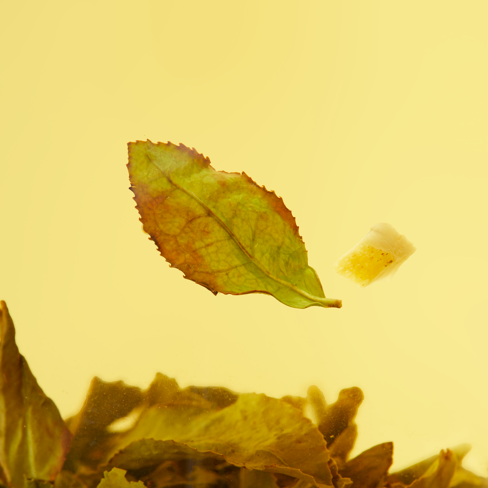 A close-up of a green tea leaf and ginger piece floating above Chafolio Yuzu Oolong leaves, set against a yellow background.