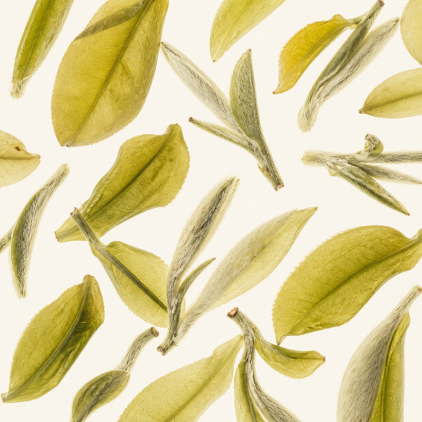 White Tea