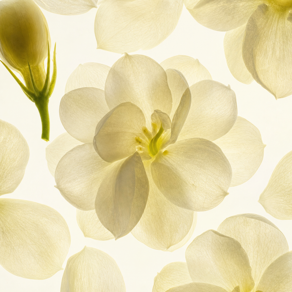 Jasmine Blossoms