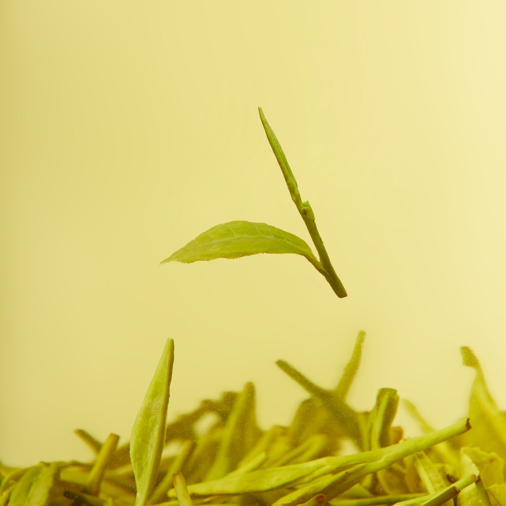 A single green tea leaf hovers above a pile of Chafolio Dragon Well leaves, highlighting the freshness of early spring tea against a yellow background.