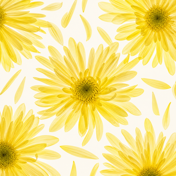 Chrysanthemum Flower