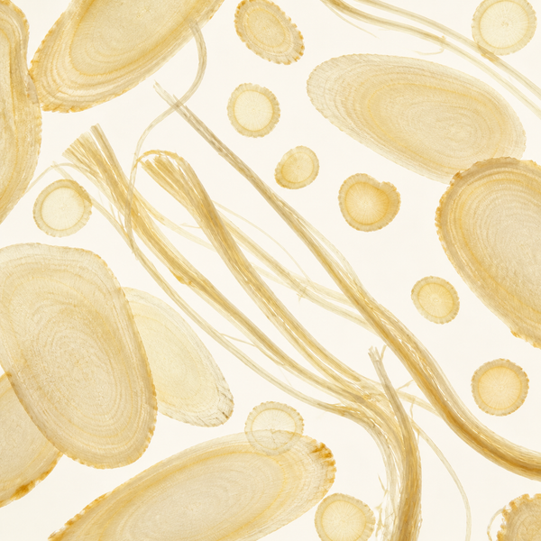 Ginseng