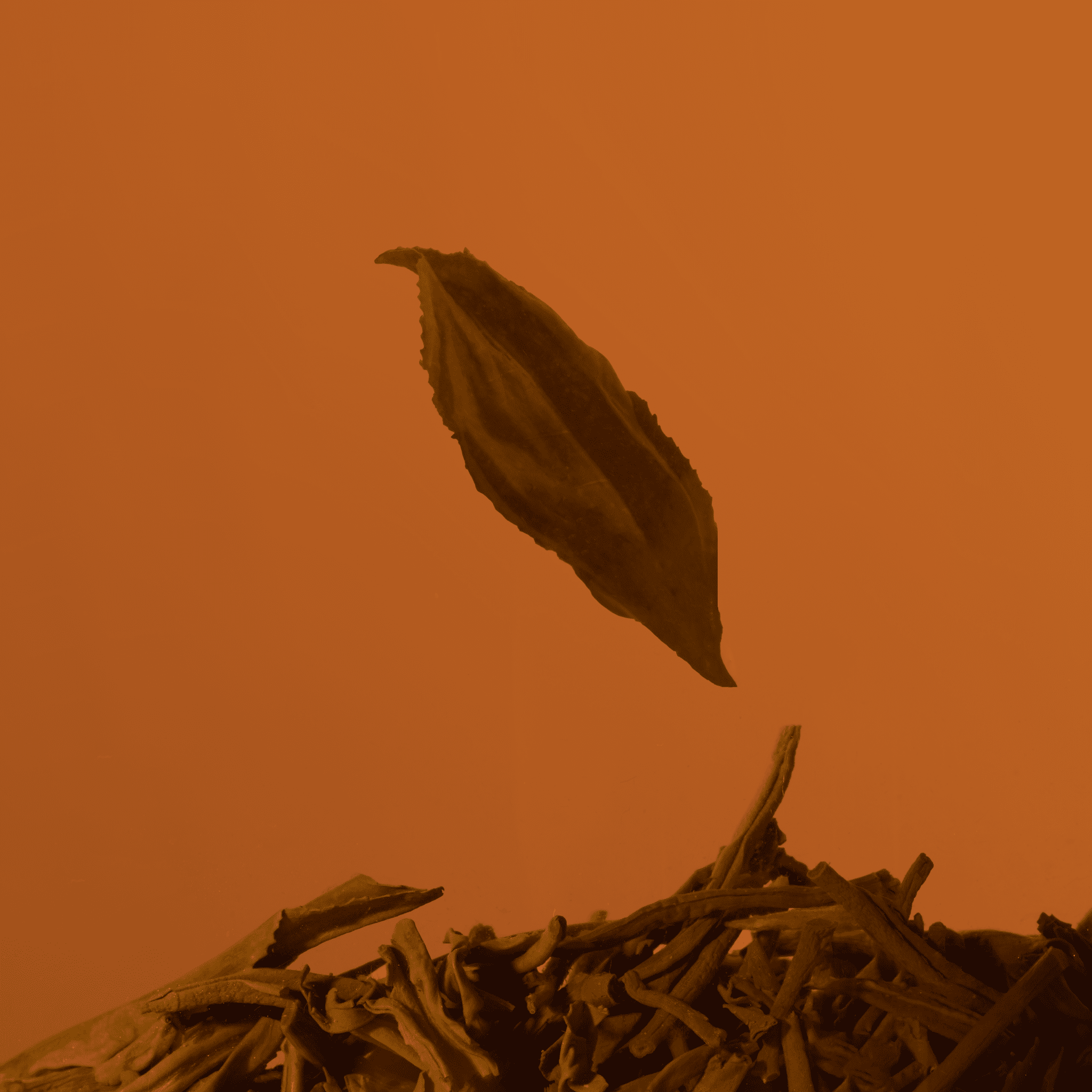 Golden Bud Black Tea - Chafolio