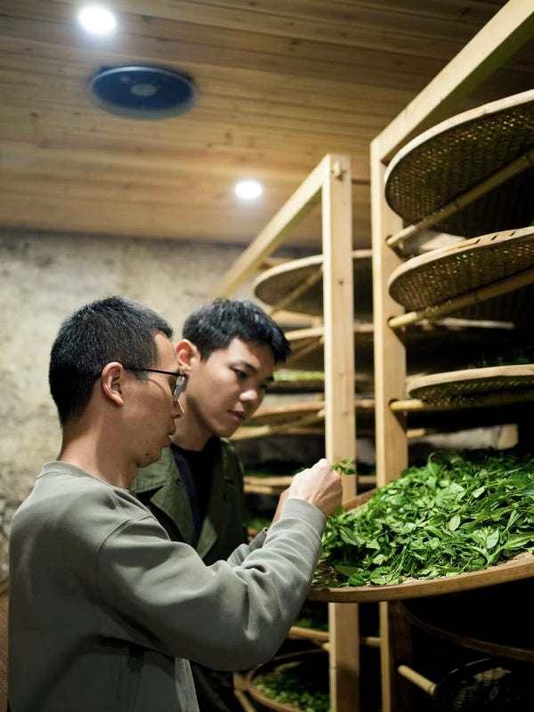 Two people examine green leaves on a round drying tray in a room with wooden shelves and multiple trays stacked vertically.