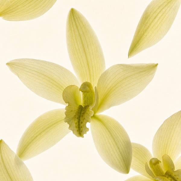 Magnolia Blossoms