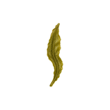 Oolong Tea