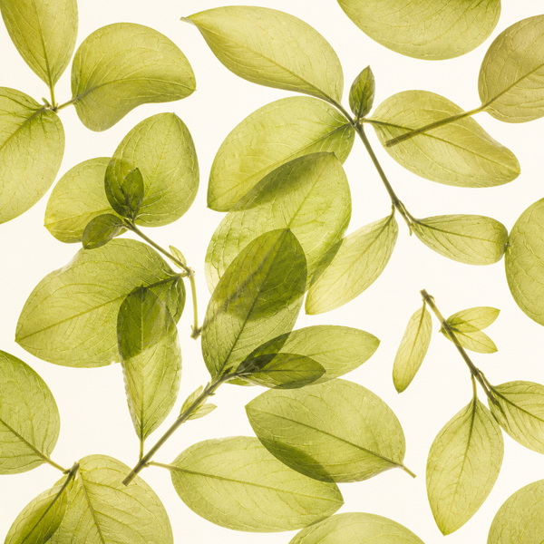 Sticky Rice Herb (Nuo Mi Xiang Ye)
