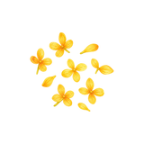 Osmanthus Petals