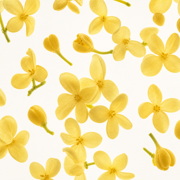Osmanthus Petals