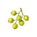 Pungent Litse Fruit