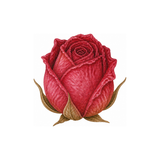 Rose Petals