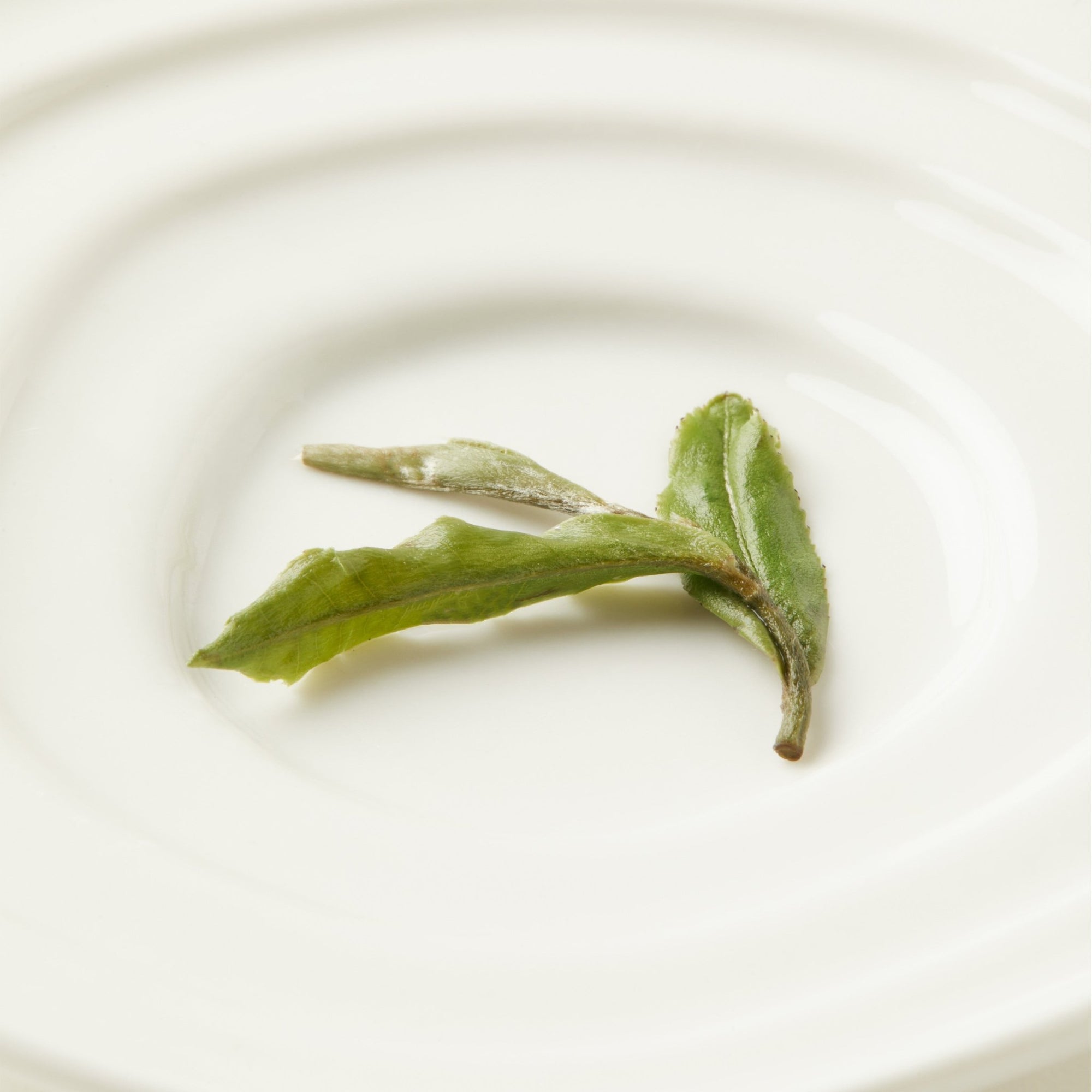 Two green leaves with a light frosted coating rest on a white, round plate—capturing the delicate purity of Chafolio’s White Peony tea.