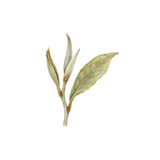 White Tea